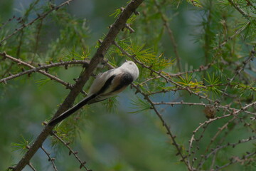 枝に止まったシマエナガ