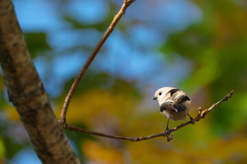 枝に止まったシマエナガ