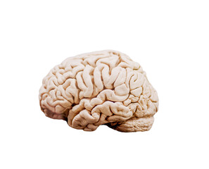 human brain isolated on white