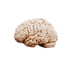 human brain isolated on white