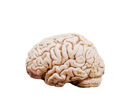 human brain isolated on white