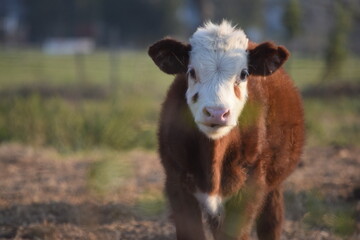 Vaca, ternero de vaca pampa colorada mirando de frente.