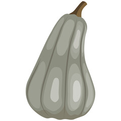 green pumpkin on white and transparent background