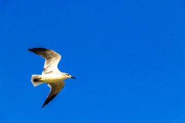 Flying seagulls birds with blue sky background clouds in Mexico.