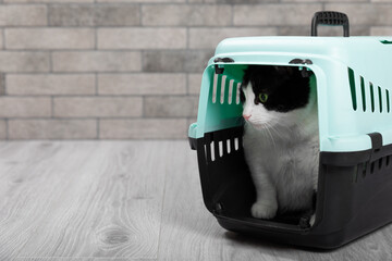 Cat in a carrier on a gray wall background. Cat carrier. Relocation or travel.plastic travel...