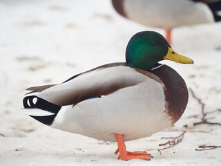 Mallard duck in winter coat /male/ - Anas platyrhynchos