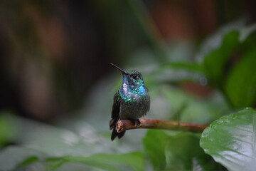 Colibrí, Picaflor Esmeralda, Chrysuronia versicolor.
Posado sobre una rama.