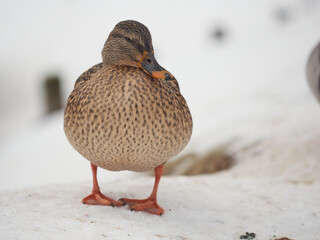 Mallard duck in winter coat /female/ - Anas platyrhynchos