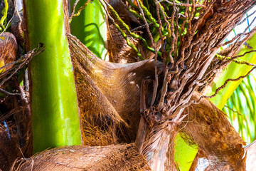 Tropical natural palm tree palms blue sky in Mexico.