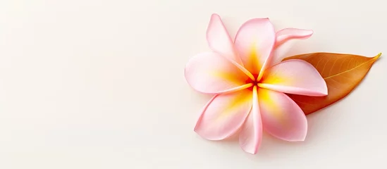 Foto op Plexiglas Detailed view of plumeria flower © 2rogan
