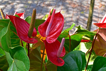 Red flamingo flowers (Anthurium andraeanum) on garden