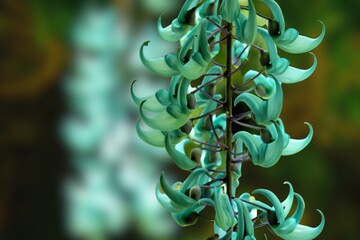 Jade vine or Emerald vine flower blooming. Strongylodon macrobotrys. The turquoise flowers of...
