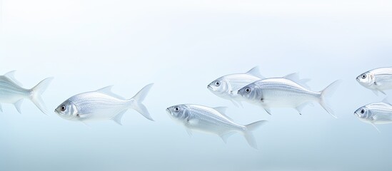 Fishes that are white
