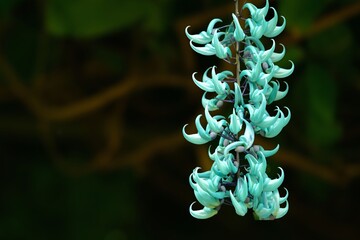 Jade vine or Emerald vine flower blooming. Strongylodon macrobotrys. The turquoise flowers of...