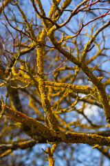 Xanthoria parietina common orange lichen, yellow scale, maritime sunburst lichen and shore lichen...