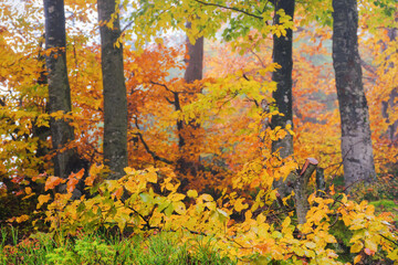 forest nature background. scenic fall season. foliage in autumn colors. wet weather