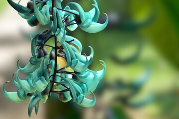 Jade vine or Emerald vine flower blooming. Strongylodon macrobotrys. The turquoise flowers of strongylodon macrobotrys, also known as jade vine, emerald  or turquoise jade vine, lying on the ground