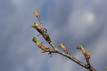 budding buds on a tree branch in early spring macro. Early spring, a twig on a blurred background....