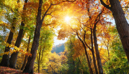 autumn scenery with a canopy of tall deciduous trees with the bright sun beautifully shining through the colorful foliage square format