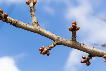 budding buds on a tree branch in early spring macro. Early spring, a twig on a blurred background. The first spring greens - obrazy, fototapety, plakaty