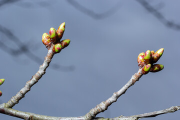 budding buds on a tree branch in early spring macro. Early spring, a twig on a blurred background....