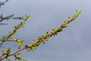 budding buds on a tree branch in early spring macro. Early spring, a twig on a blurred background. The first spring greens