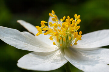Anemone close-up in the spring forest. Beauty of flowers, nature, naturalness. Sunny summer day, green grass in the park. Anemonoids are frost-free. Bright floral background.