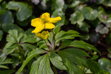 Anemone ranunculoides, the yellow anemone, yellow wood anemone or buttercup anemone