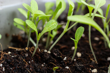 Top view of young plants seedlings in soil. Seedlings are prepared before planting in open ground. Young tender sprouts on a dark background