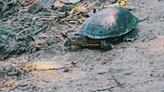 River turtle crawls along the sand toward the river close-up, slow motion. Low view of the European pond tortoise Emys Orbicularis slowly moves by the river shore in summer. Wildlife.