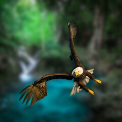 Bald Eagle Flying Photo