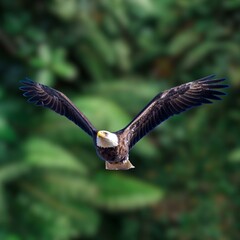 Bald Eagle Flying Photo