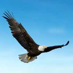 Bald Eagle Flying Photo