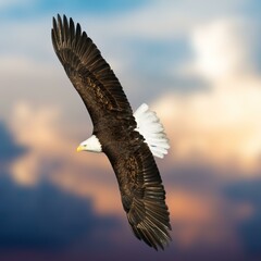 Bald Eagle Flying Photo