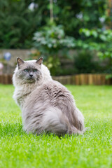 Naklejka na ściany i meble Sitzende erwachsene Ragdoll Katze im Garten