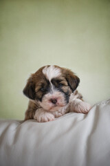 Porträt eines Tibet Terrier Welpen