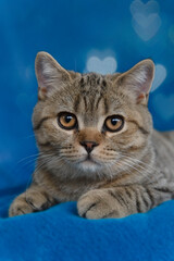 Porträt einer jungen braun-tabby Britisch Kurzhaar Katze