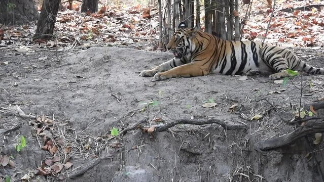A mother tigeress relaxing in the shadows of tree with her cubs playing nearby inside Pench Tiger Reserve during a wildlife safari 