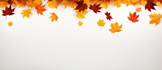 Maple leaves falling in autumn on white background