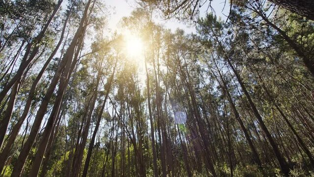 Slow motion along a large eucalyptus tree, shot on a sunny summer day with sun rays. Wide-angle video shooting. A great natural backdrop for your projects.