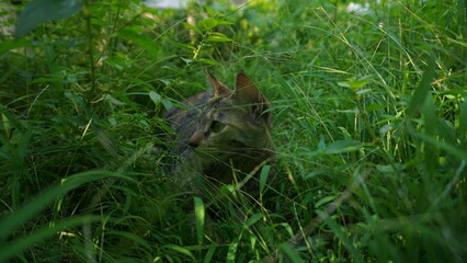 A Small Kitten in the Sunlit Grass.