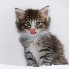 Junge Norwegische Waldkatze leckt sich das Mäulchen