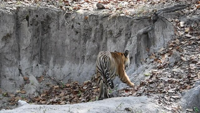 A dominant tigress walking through the jungle inside Pench Tiger Reserve during a wildlife safari on a hot summer day.