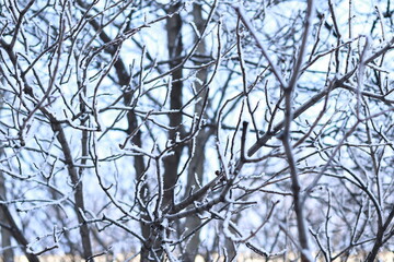 Close-up of snow-covered branches, blurred background.