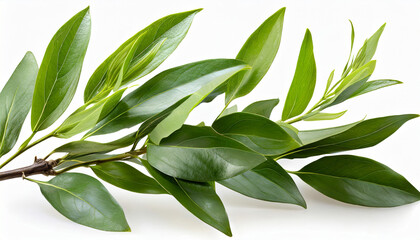 twig of italian ruscus danae racemosa with green leaves isolated on white or transparent background