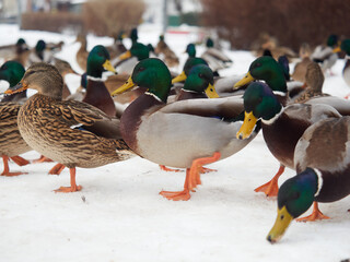 A flock of mallard ducks grazing on the snow - Anas platyrhynchos