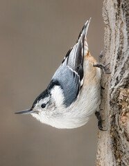 white breasted nuthatch close up