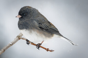 dark eyed junco