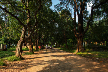 Fototapeta premium 10th October, 2023, Topchachi, Jharkhand, India: Beautiful village road of Bengal with forest both side of the road and few people walking on the road. Selective focus.