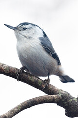 white breasted nuthatch